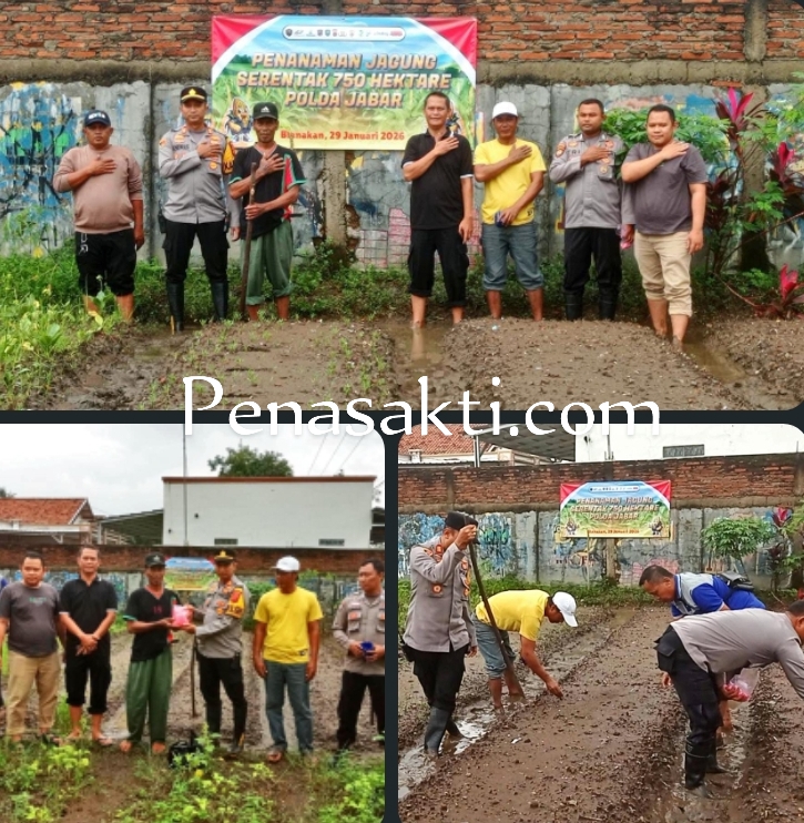 Personil Polsek Blanakan Pimpin Penanaman Jagung Serentak 750 Hektare Se - polda Jabar Program Ketahanan Pangan Nasional Tingkat Kec. Blanakan