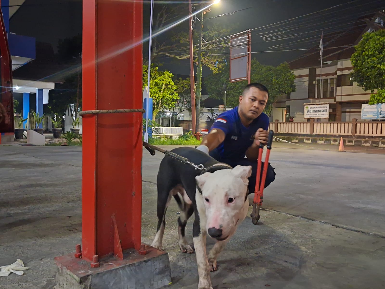 Lidah Terjerat Rantai, Seekor Anjing Dievakuasi Petugas Pemadam Kebakaran Kabupaten Garut