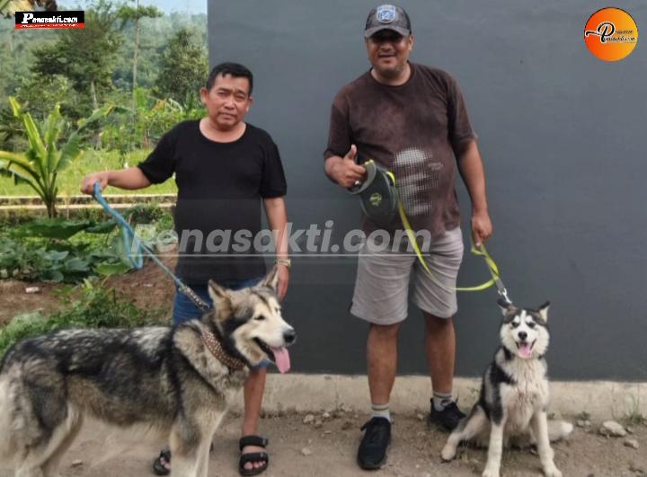 Viral! Aksi Oreo, Anjing Asal Cilawu yang Mahir Deteksi Bom dan Baris-Berbaris